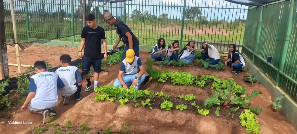 Projeto “Horta Escolar: Frutos para o Amanhã” transforma ensino e fortalece laços na Escola Rural Inácio Silvestre Monteiro Projeto “Horta Escolar: Frutos para o Amanhã” transforma ensino e fortalece laços na Escola Rural Inácio Silvestre Monteiro