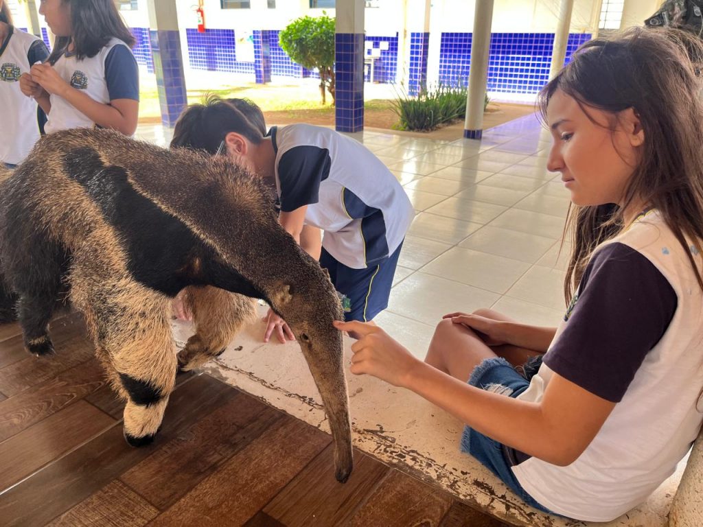 Escolas de Caracol promovem atividades especiais pelo Dia Mundial do Meio Ambiente Escolas de Caracol promovem atividades especiais pelo Dia Mundial do Meio Ambiente
