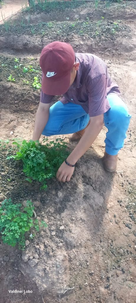 Projeto “Horta Escolar: Frutos para o Amanhã” transforma ensino e fortalece laços na Escola Rural Inácio Silvestre Monteiro Projeto “Horta Escolar: Frutos para o Amanhã” transforma ensino e fortalece laços na Escola Rural Inácio Silvestre Monteiro