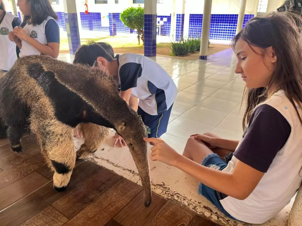 Escolas de Caracol promovem atividades especiais pelo Dia Mundial do Meio Ambiente Escolas de Caracol promovem atividades especiais pelo Dia Mundial do Meio Ambiente