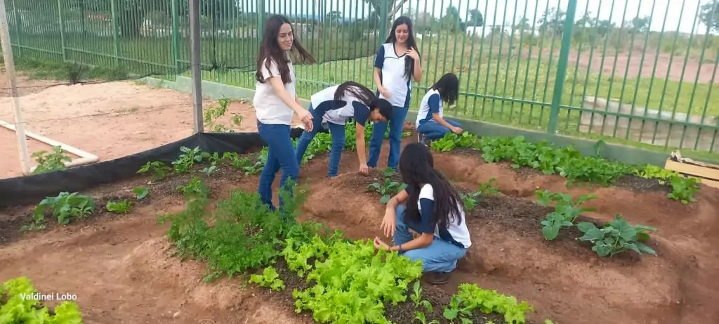Projeto “Horta Escolar: Frutos para o Amanhã” transforma ensino e fortalece laços na Escola Rural Inácio Silvestre Monteiro Projeto “Horta Escolar: Frutos para o Amanhã” transforma ensino e fortalece laços na Escola Rural Inácio Silvestre Monteiro
